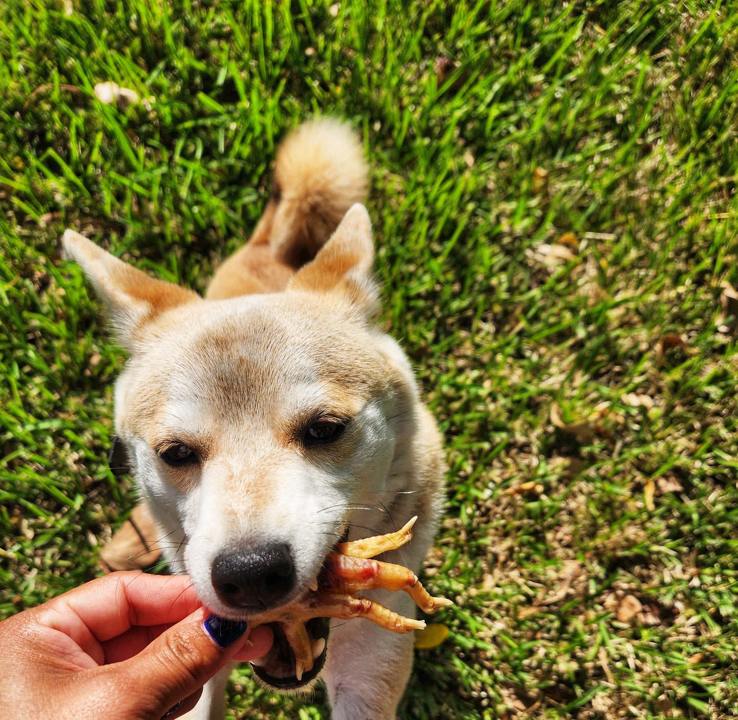 Raw Instincts - Dehydrated Chicken Feet – 5ct  Natural Chew for Cats & Dogs