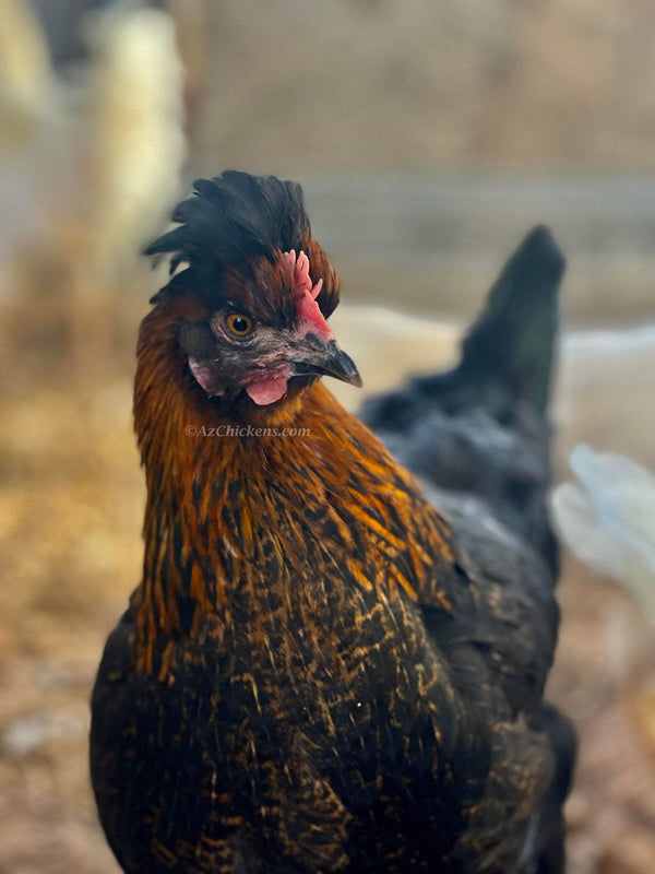 Moss & Olive Egger Chicks – Buy 10 + 5 Bonus Free (15 St. Run Chicks, Shipping Included)