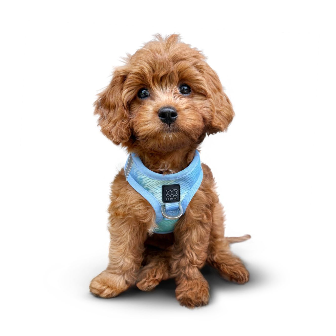 Dogistry - The Summer AIR Dog Harness - Ocean