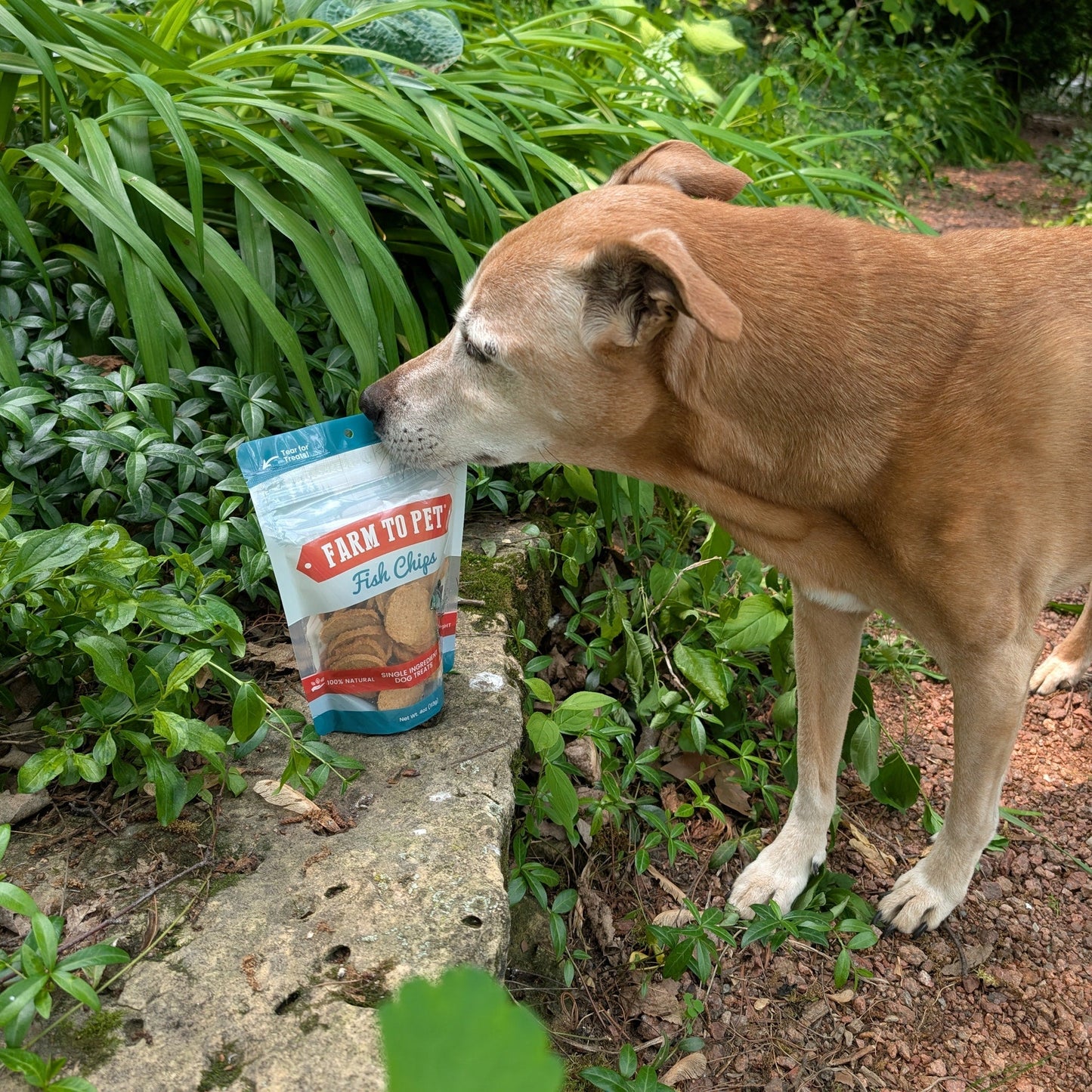 Farm To Pet - Fish Chips for Dogs | Wild-Caught Fish Dog Treats
