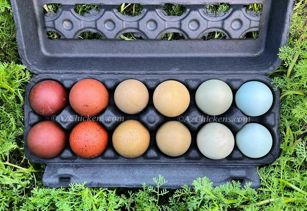Rainbow Egg Assortment – Buy 10 + 5 Bonus Free (15 St. Run Chicks, Shipping Included)
