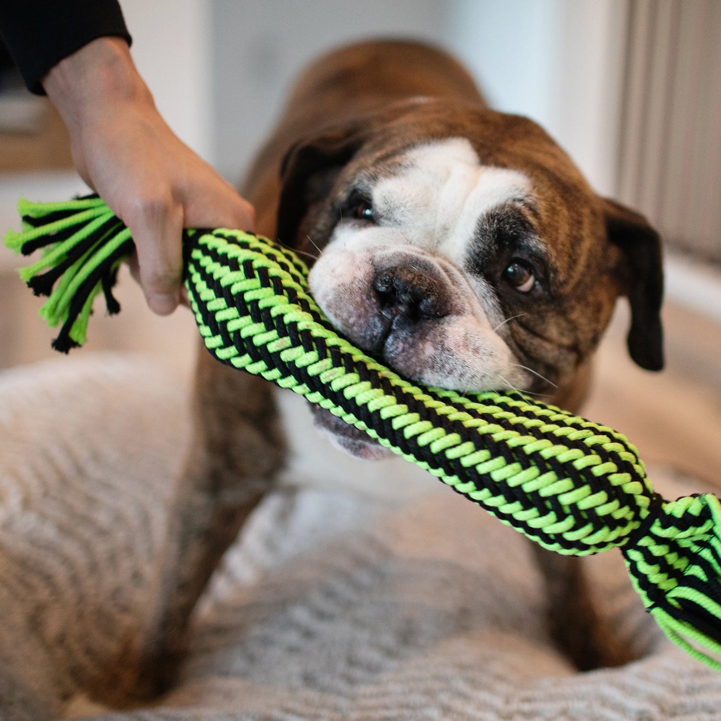 Jolly Pets - Knot-n-Chew