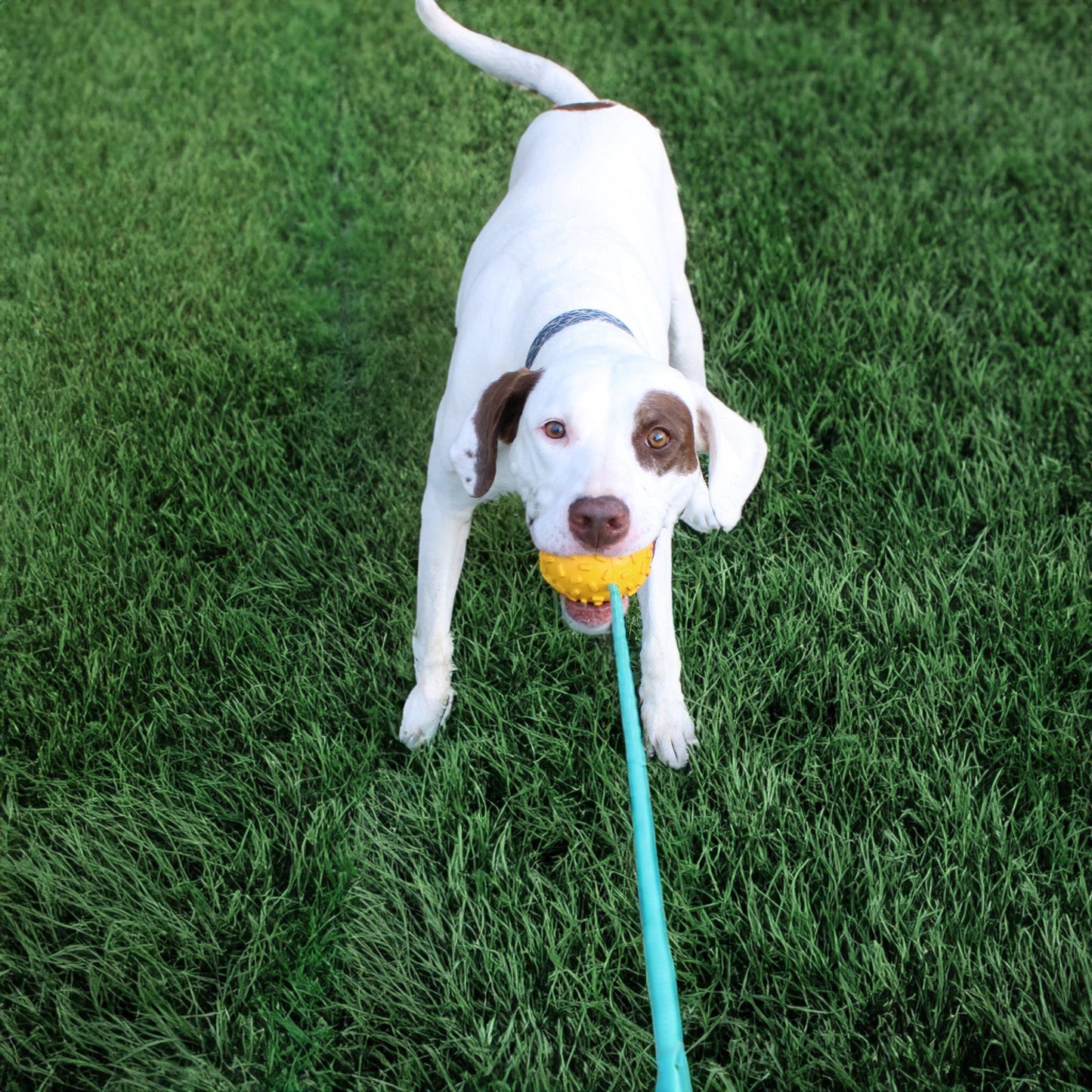 Alpha Pak - Mako Treat n Chew Rope Toy
