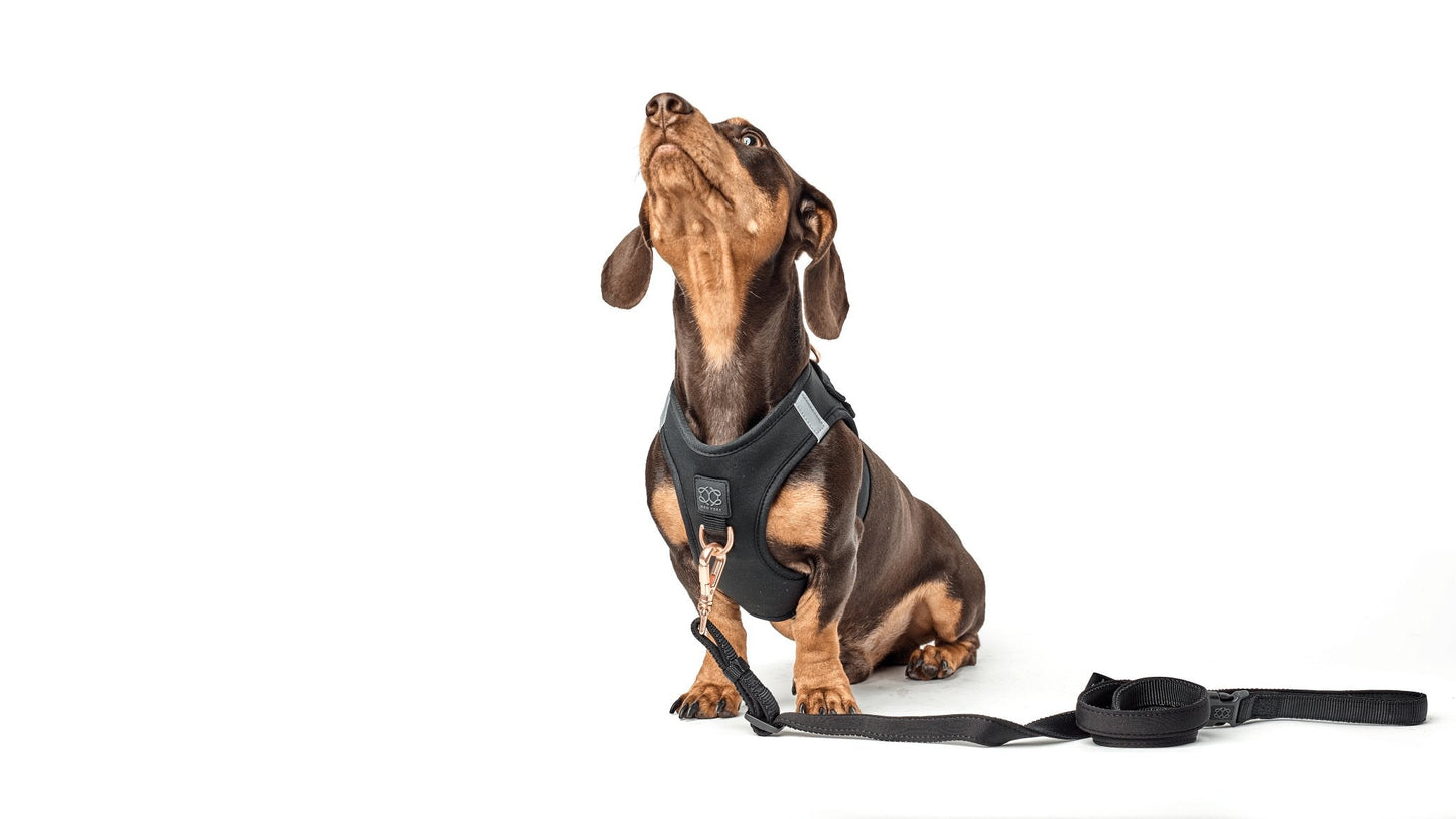 Dogistry - SoHo Dog Harness - Black
