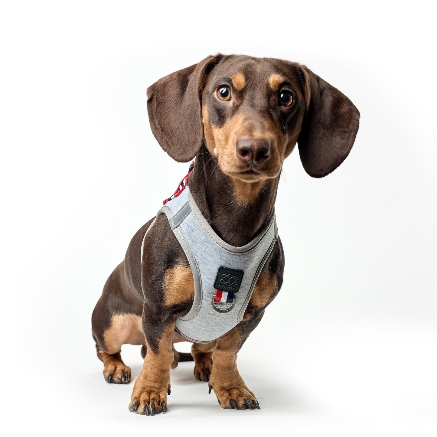 Dogistry - SoHo Dog Harness - Champion
