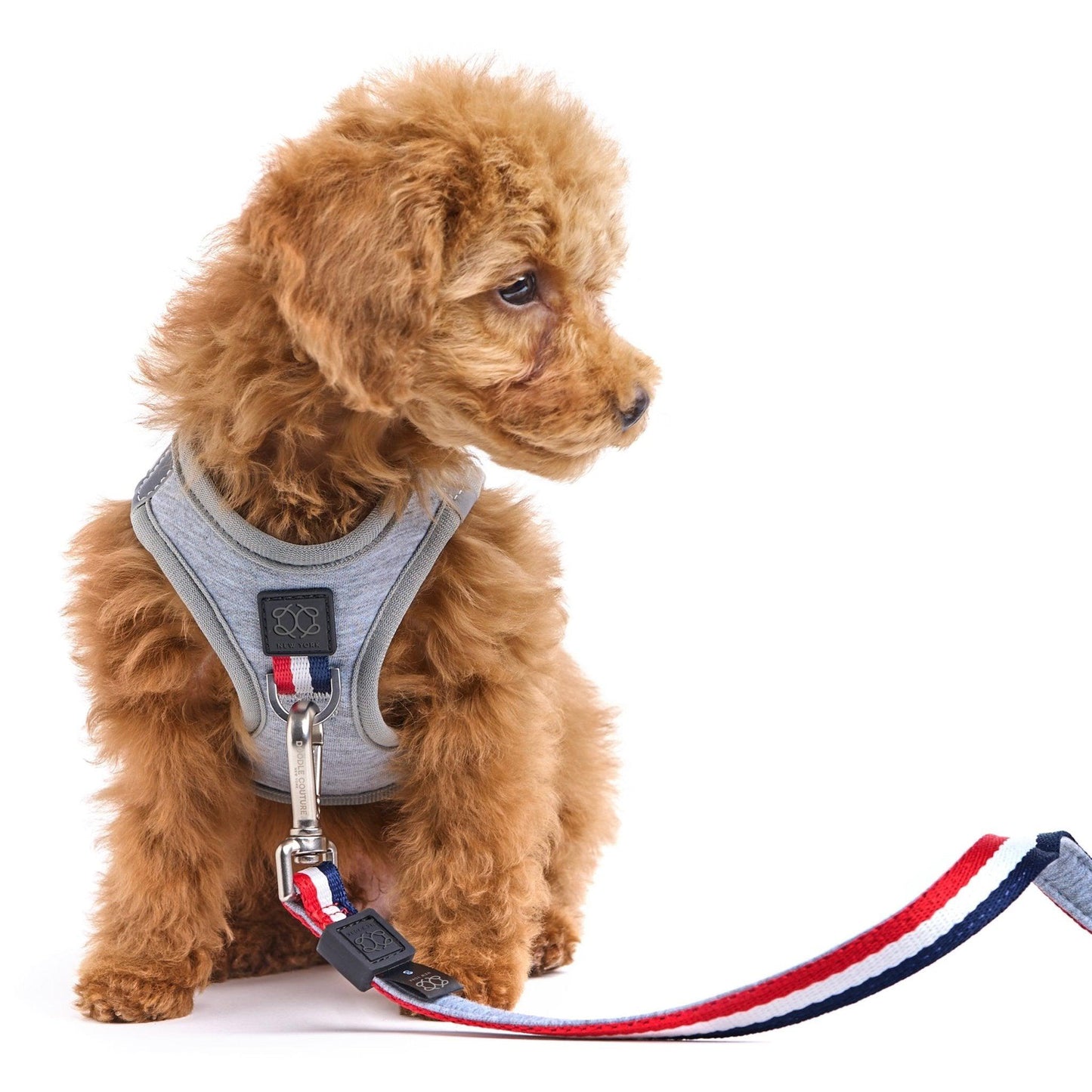 Dogistry - SoHo Dog Harness - Champion