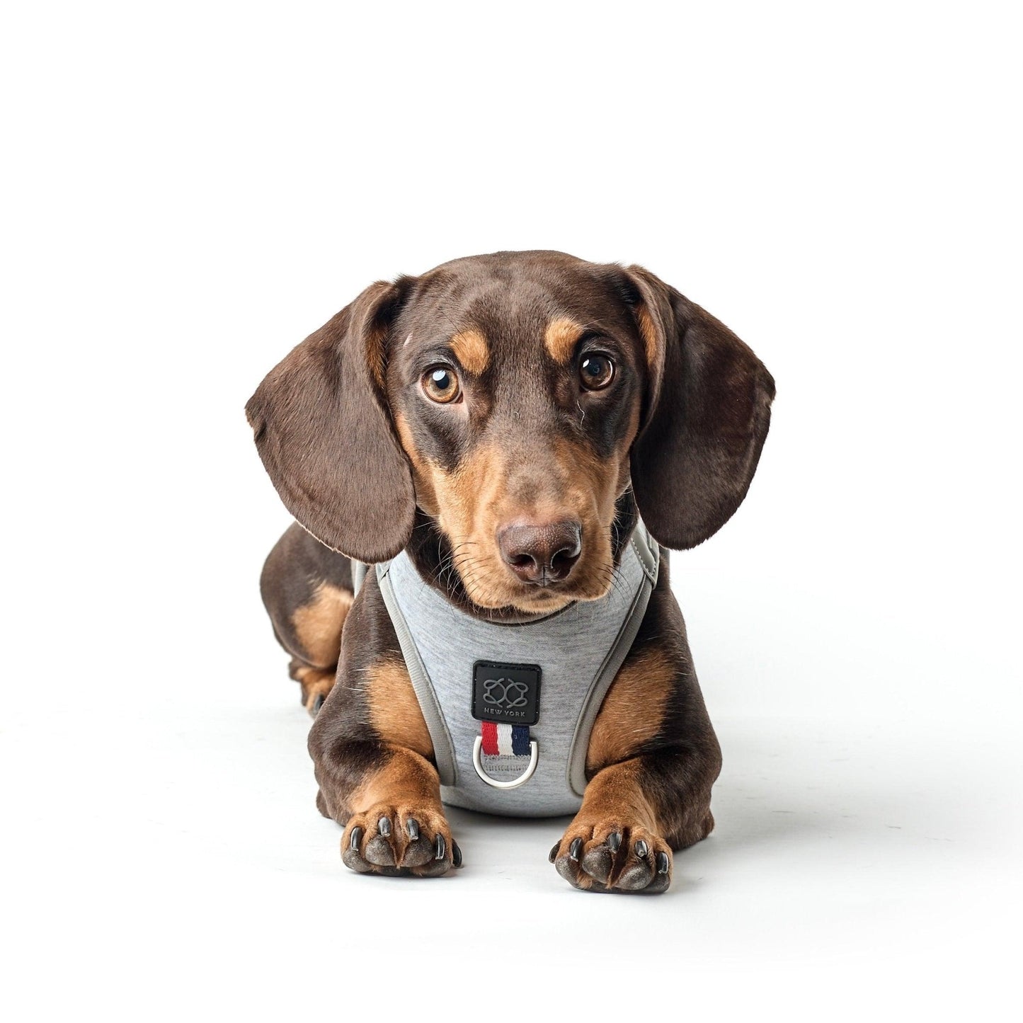 Dogistry - SoHo Dog Harness - Champion