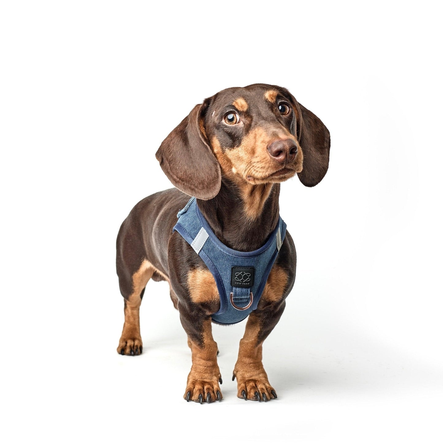 Dogistry - SoHo Dog Harness - Denim