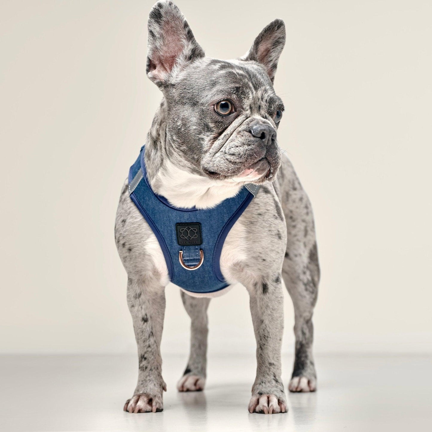 Dogistry - SoHo Dog Harness - Denim