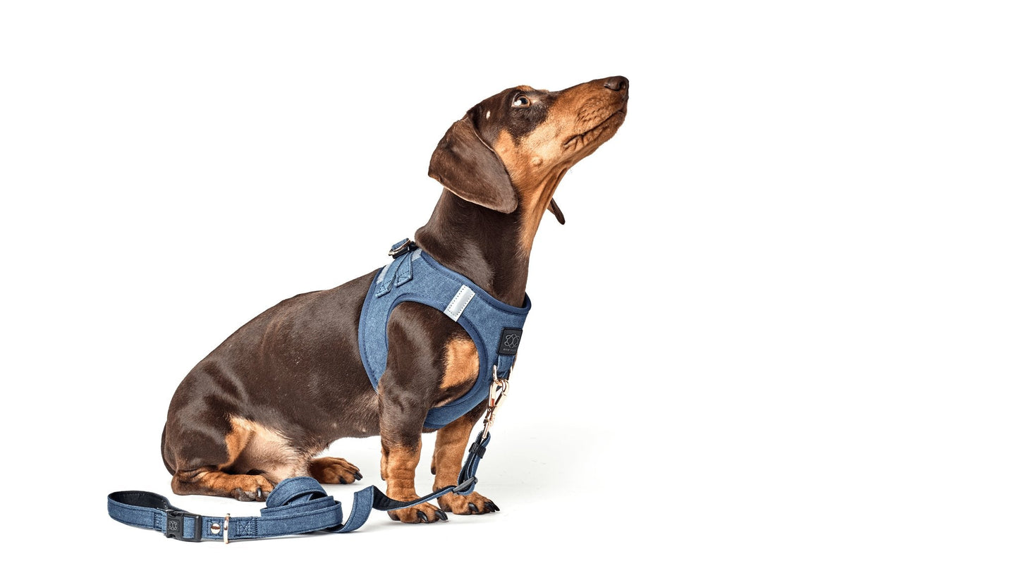 Dogistry - SoHo Dog Harness - Denim