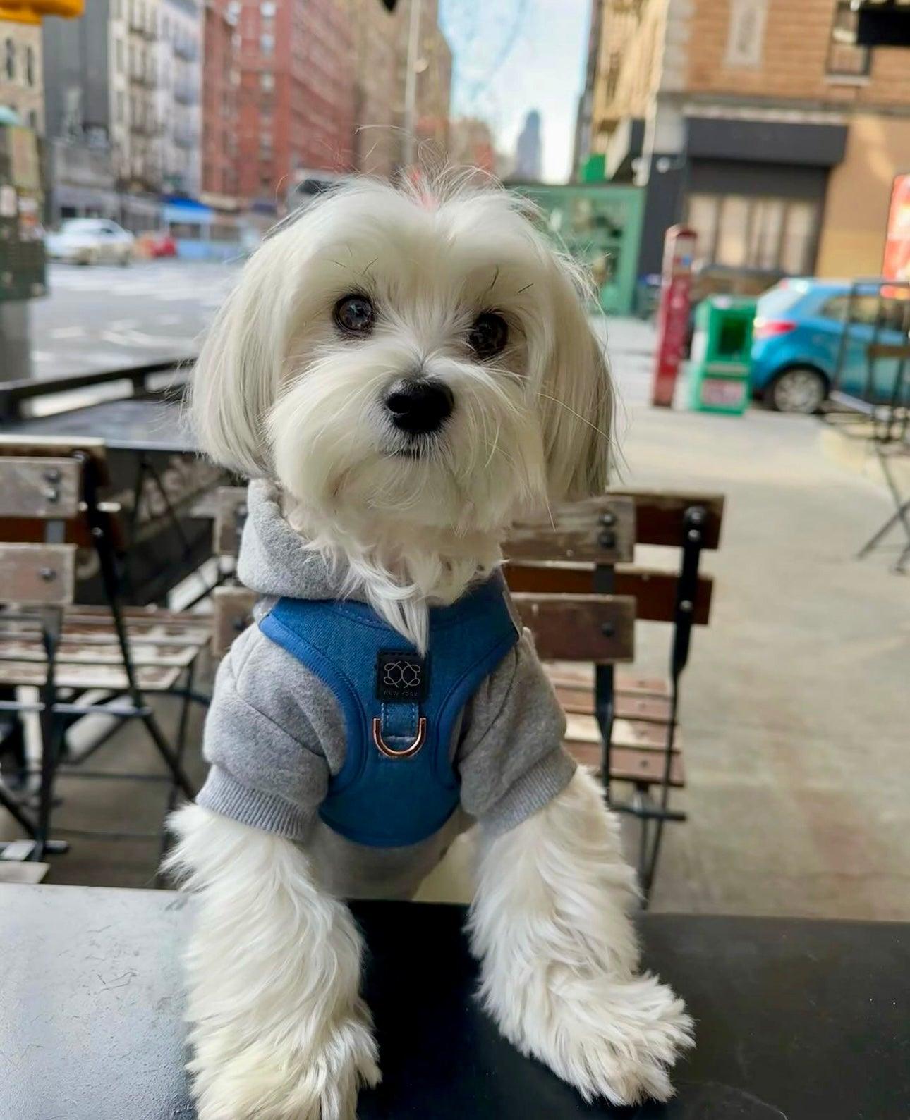 Dogistry - SoHo Dog Harness - Denim