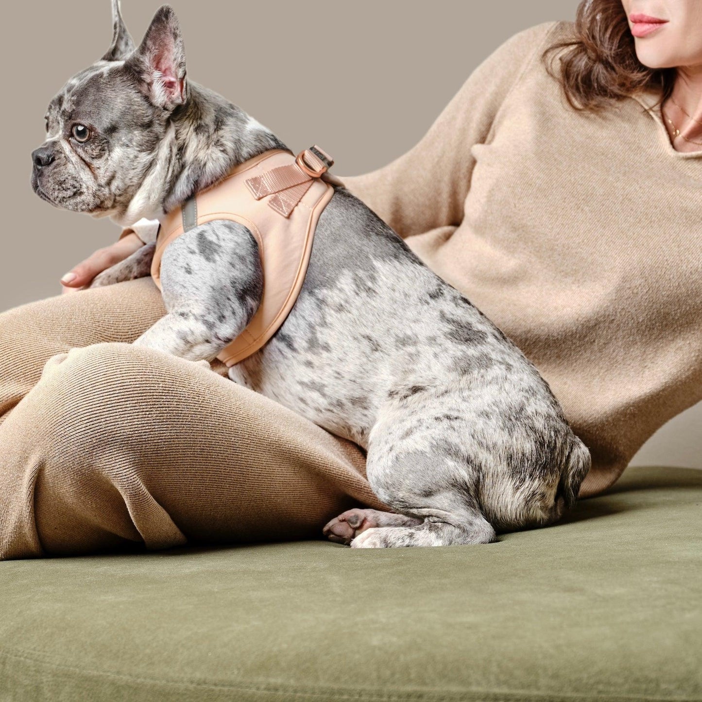 Dogistry - SoHo Dog Harness - Dune