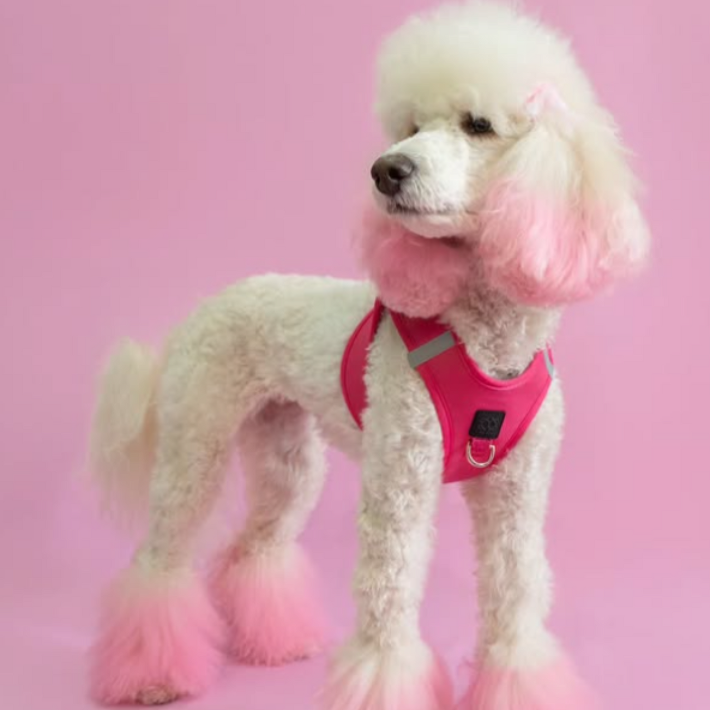 Dogistry - SoHo Dog Harness - Park Ave Pink