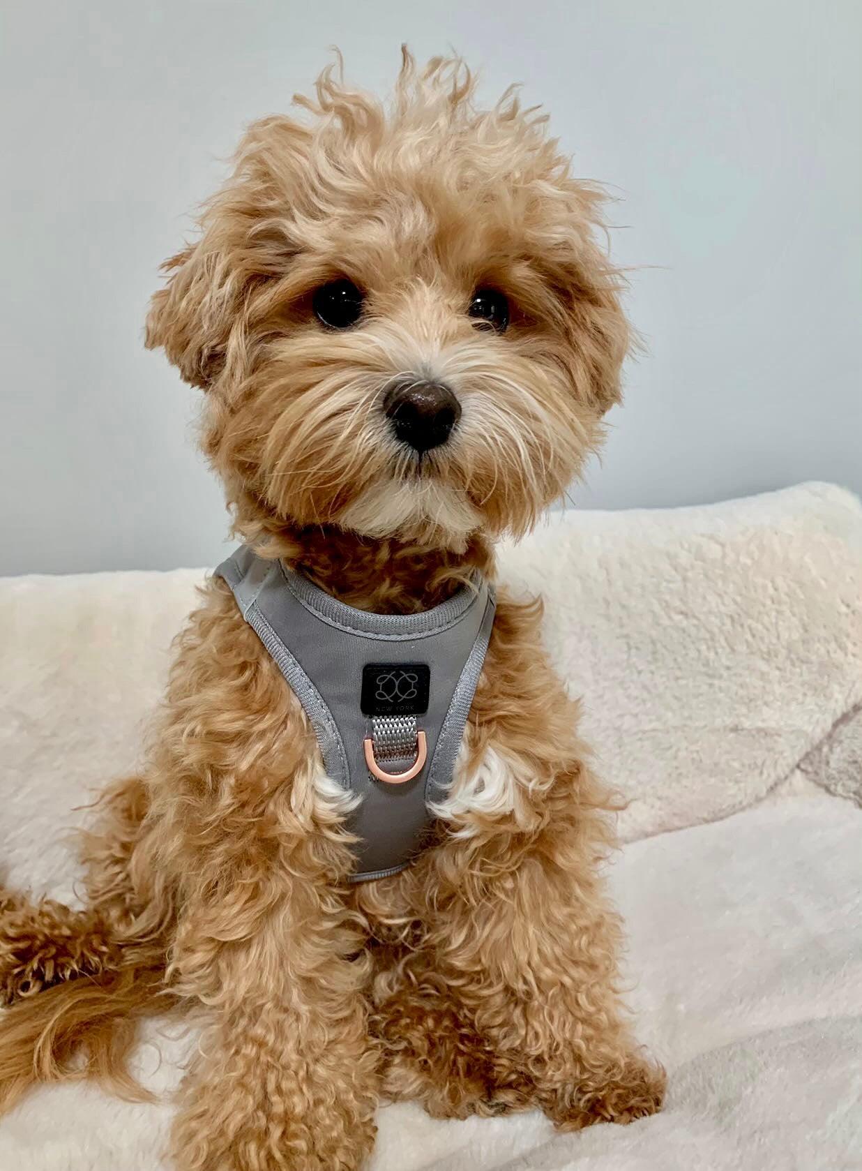 Dogistry - SoHo Dog Harness - Steel