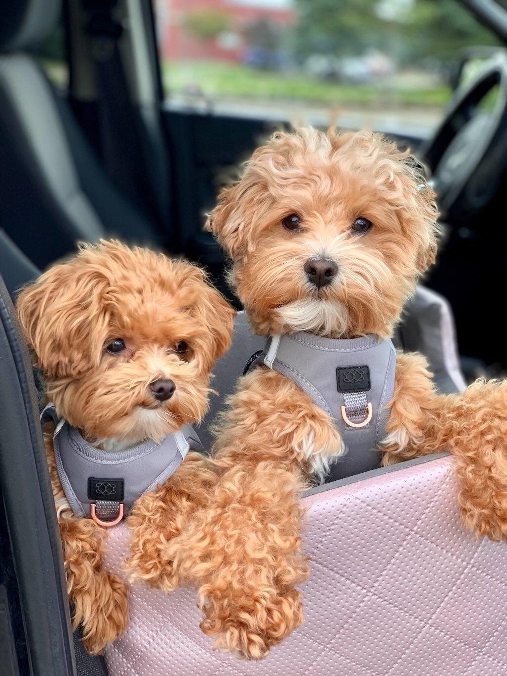 Dogistry - SoHo Dog Harness - Steel
