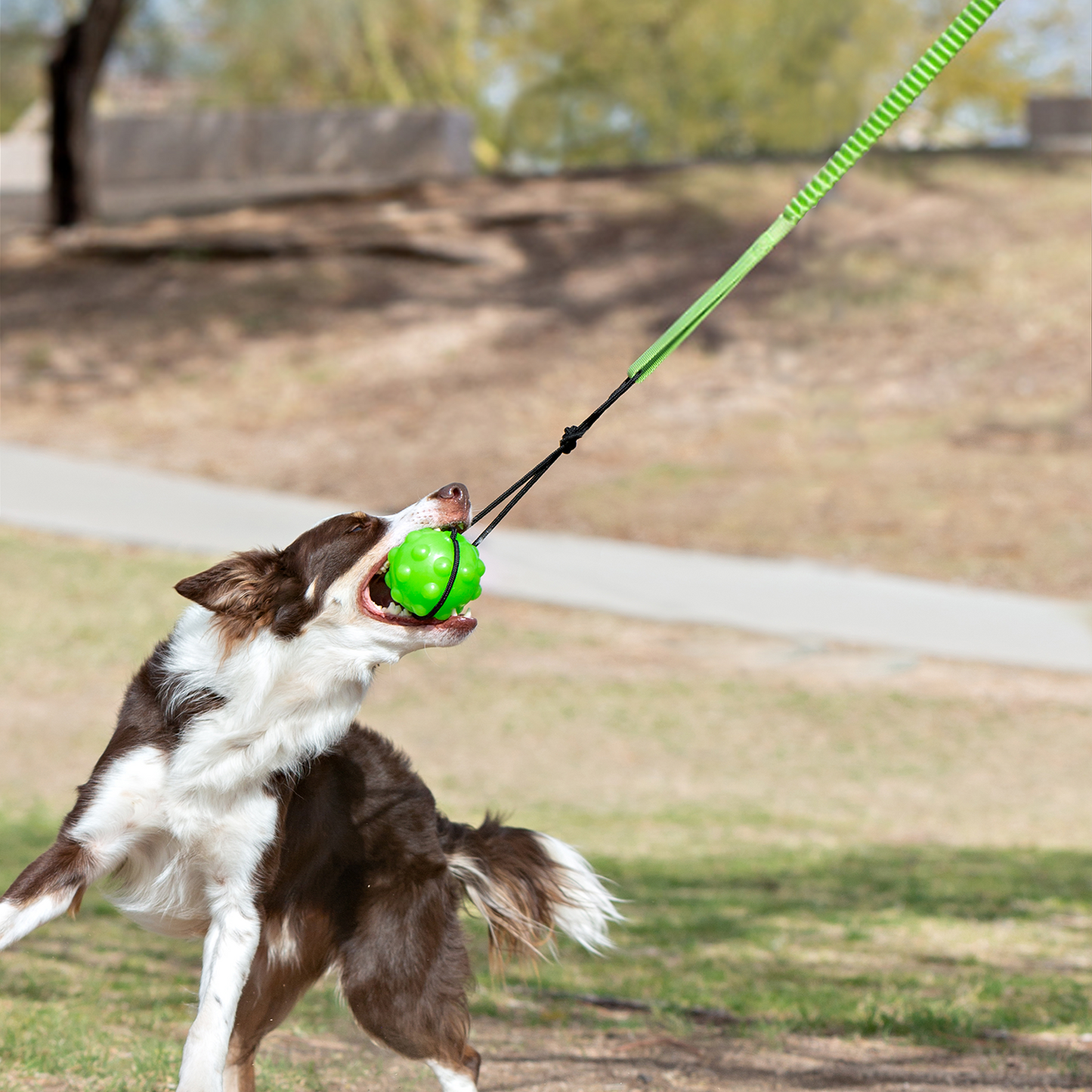 Jolly Pets - Tree Tugger