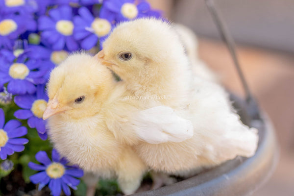White American Bresse Chicks - Buy 10 + 5 Bonus Free (Unsexed, Shipping Included)