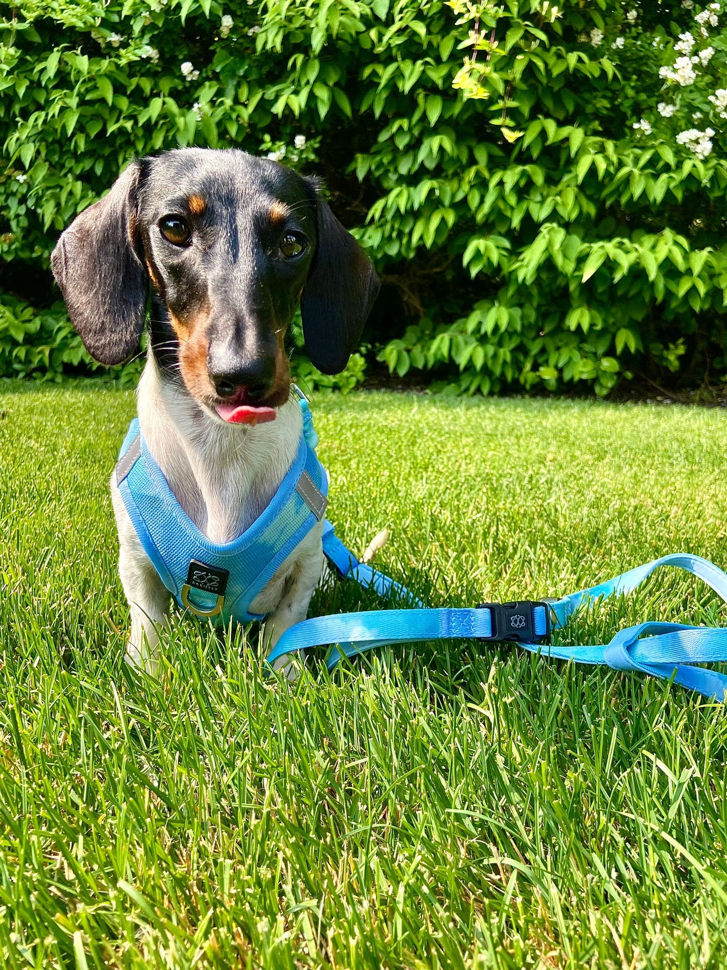 Dogistry - The Summer AIR Dog Harness - Ocean