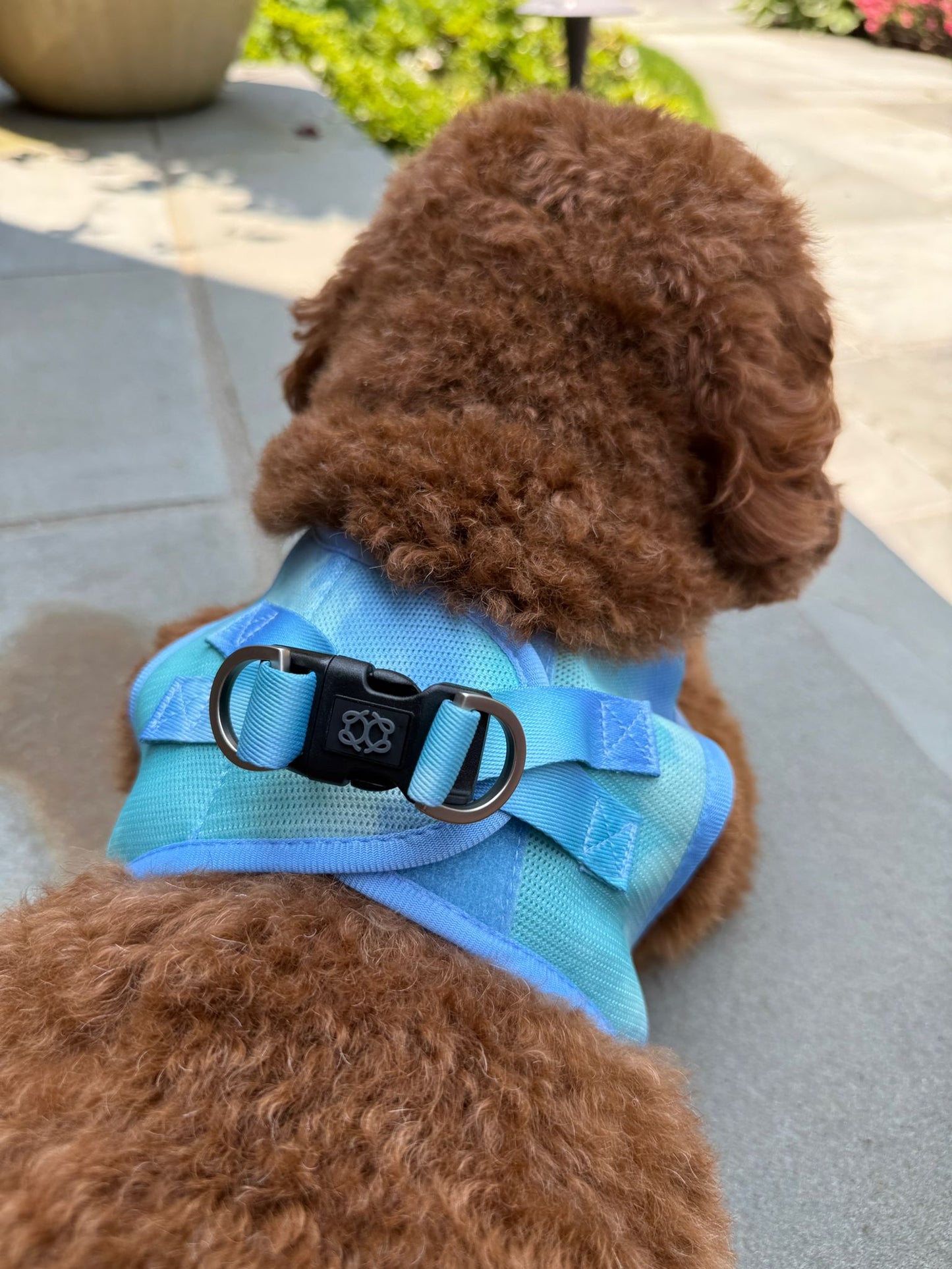 Dogistry - The Summer AIR Dog Harness - Ocean