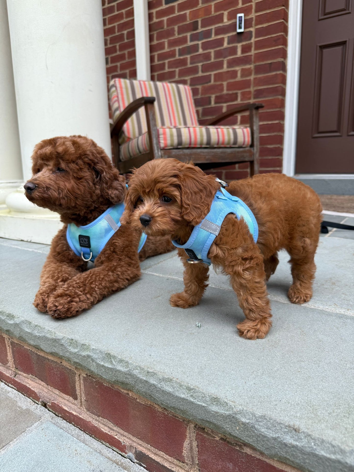 Dogistry - The Summer AIR Dog Harness - Ocean