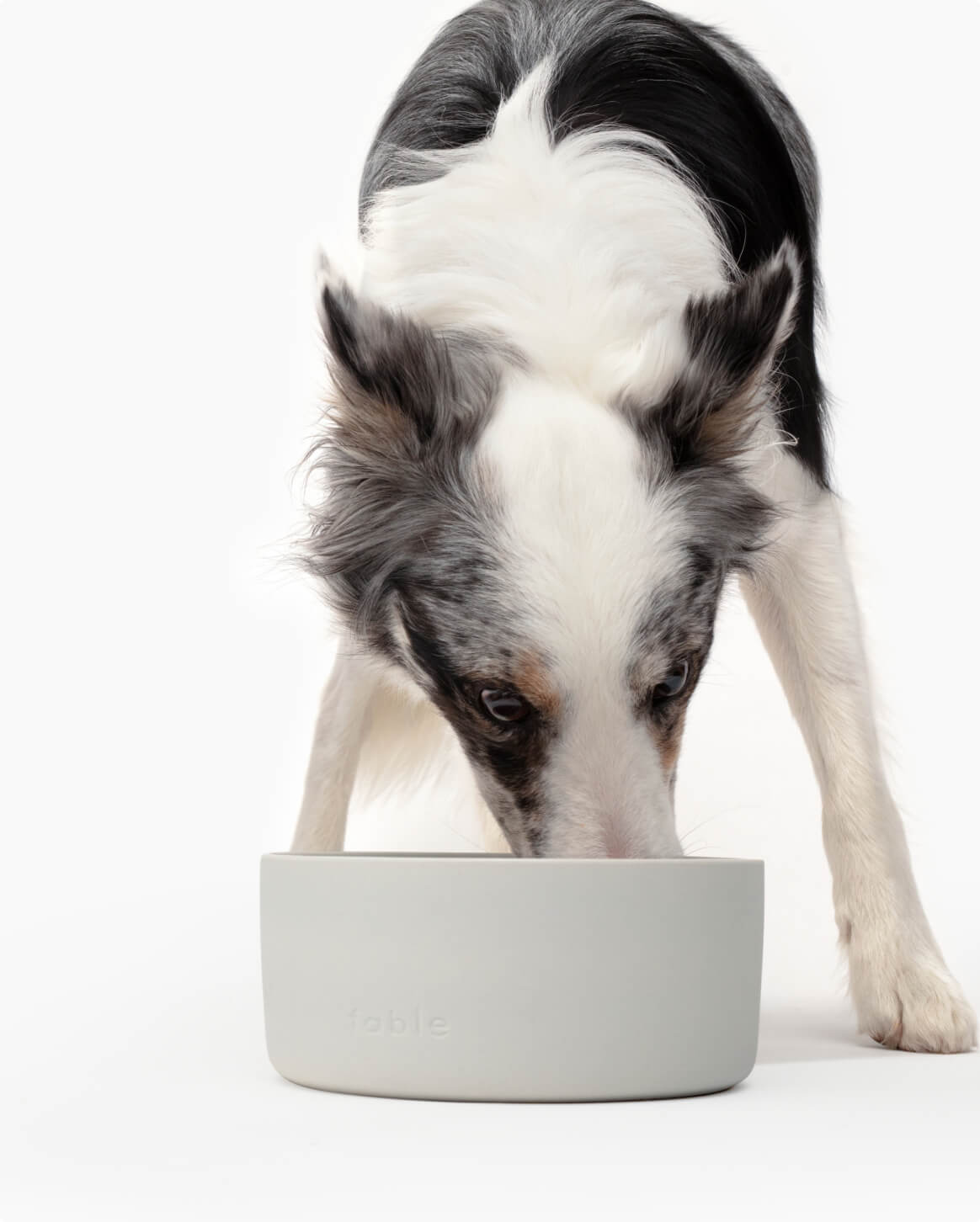 Fable -Dog Bowl