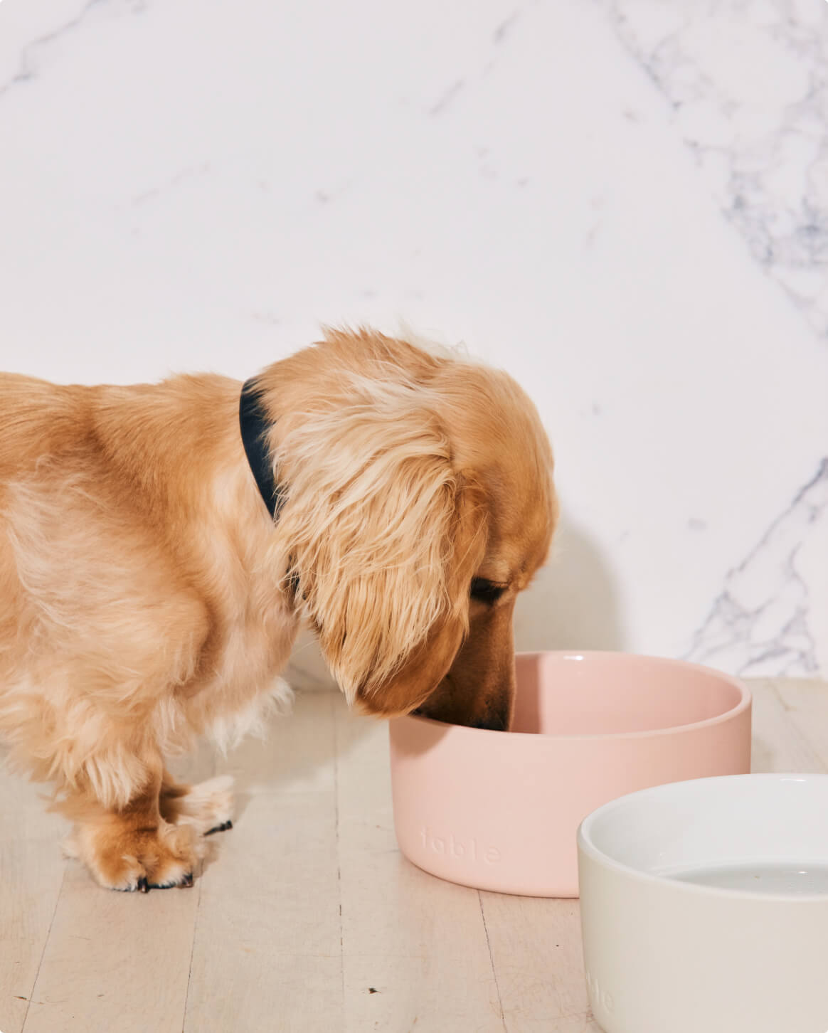 Fable -Dog Bowl