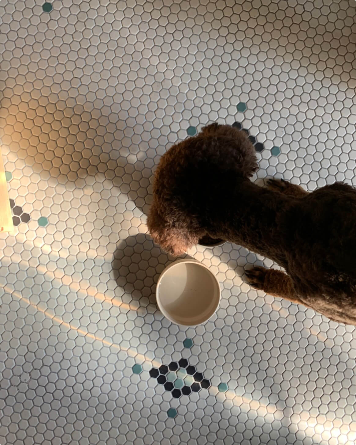 Fable -Dog Bowl