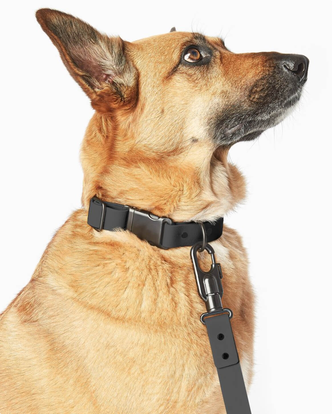 Fable - Signature Dog Collar