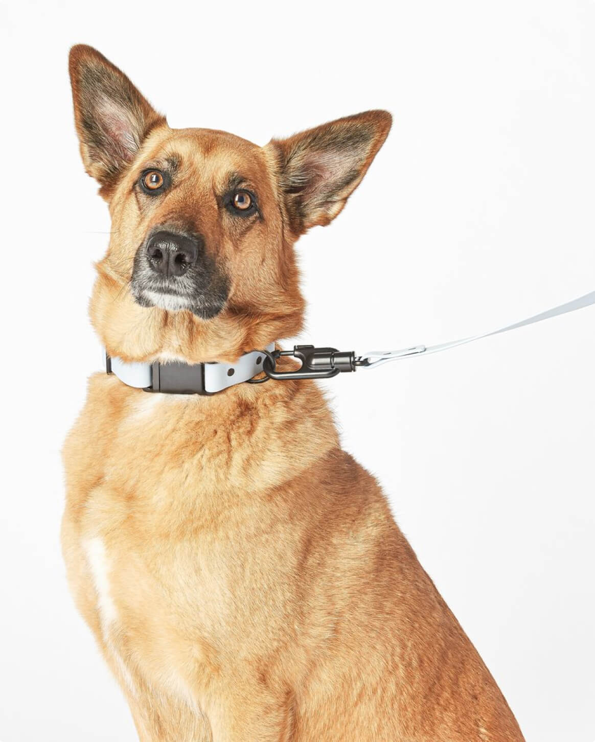 Fable - Signature Dog Collar