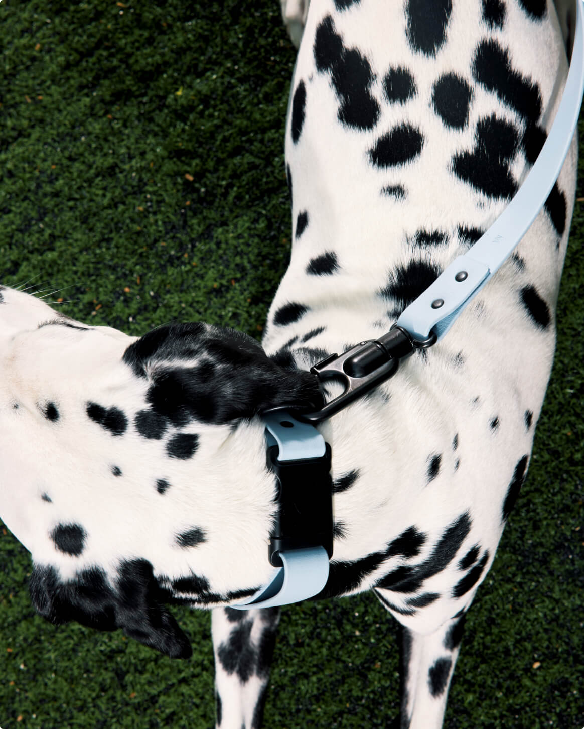 Fable - Signature Dog Collar