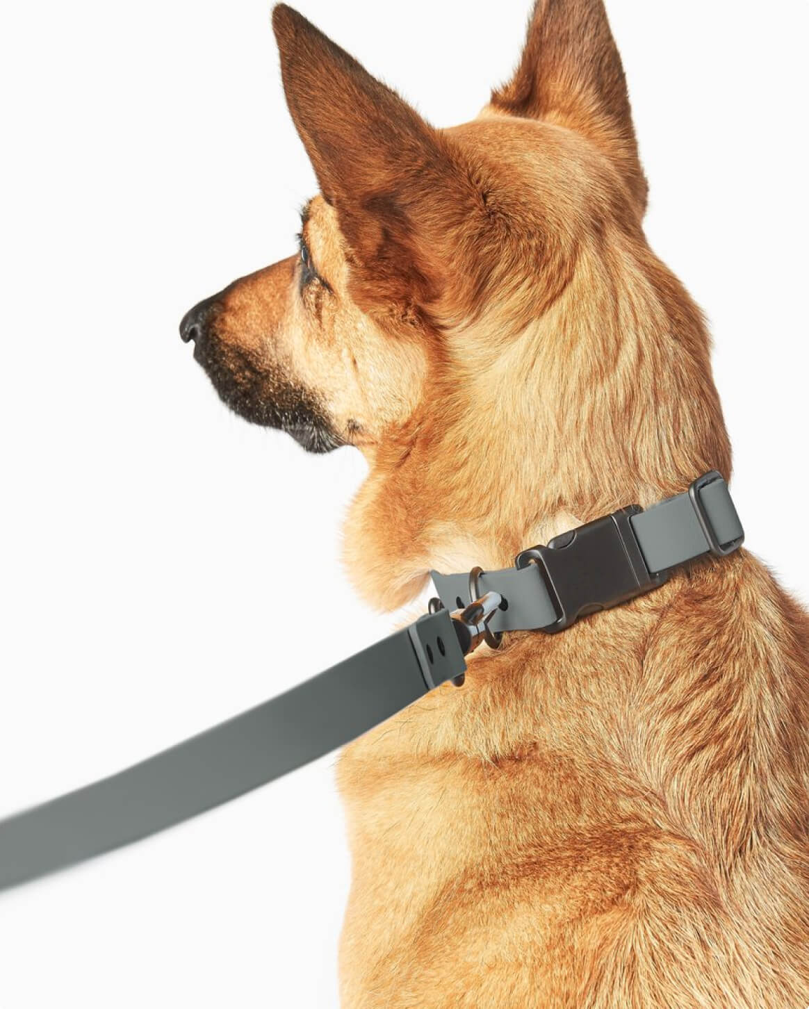 Fable - Signature Dog Collar