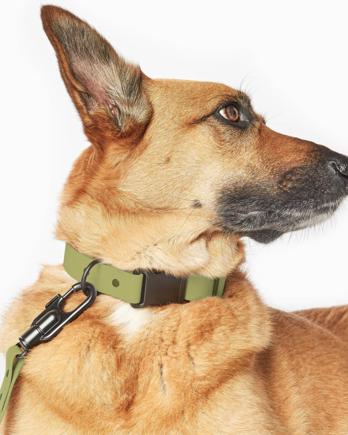 Fable - Signature Dog Collar