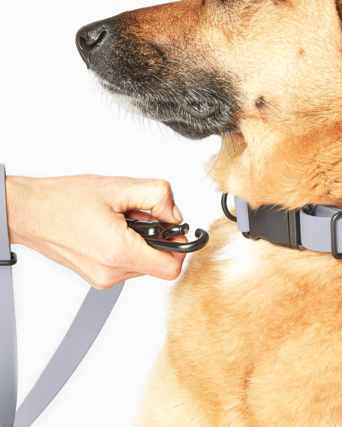 Fable - Signature Dog Collar
