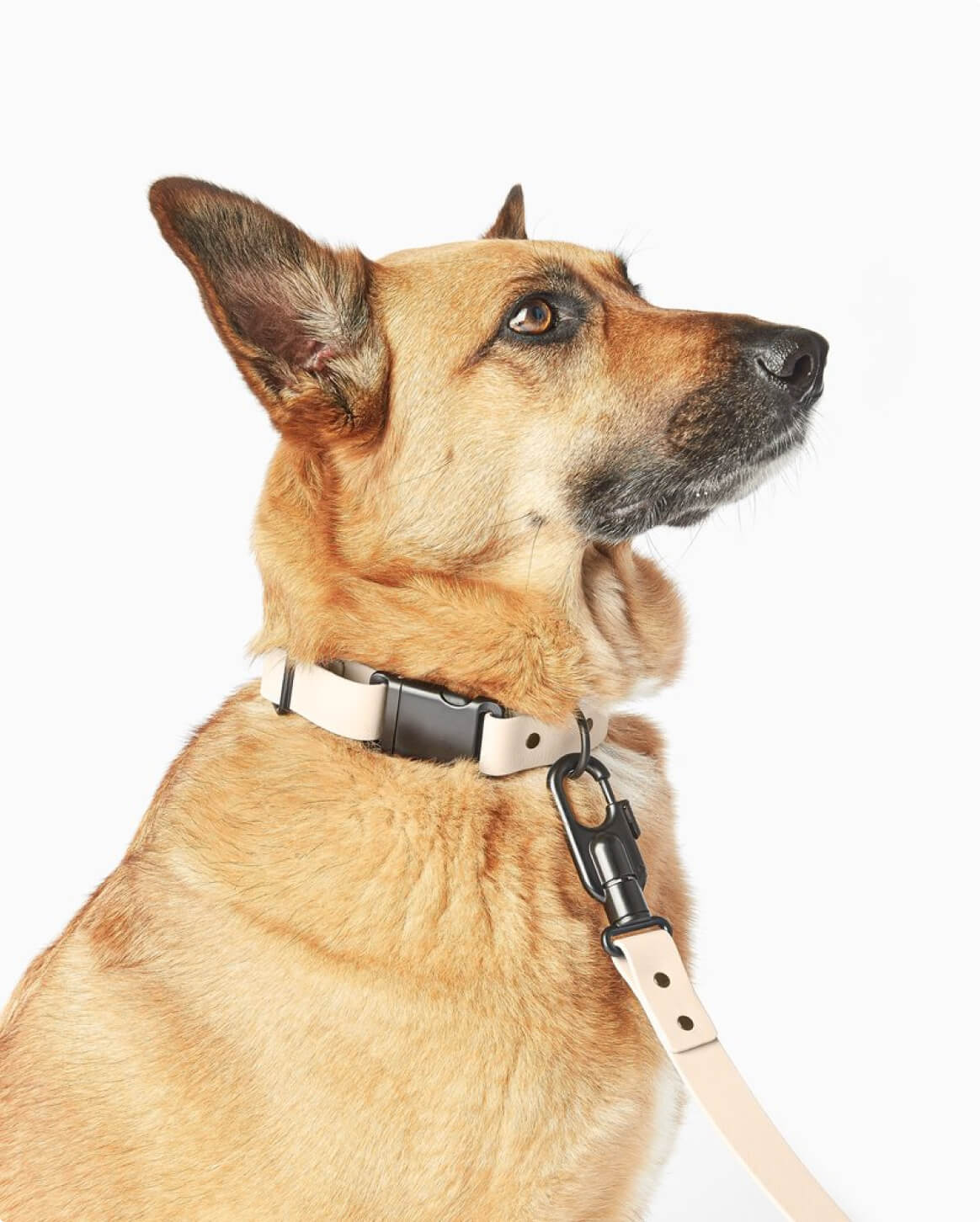 Fable - Signature Dog Collar