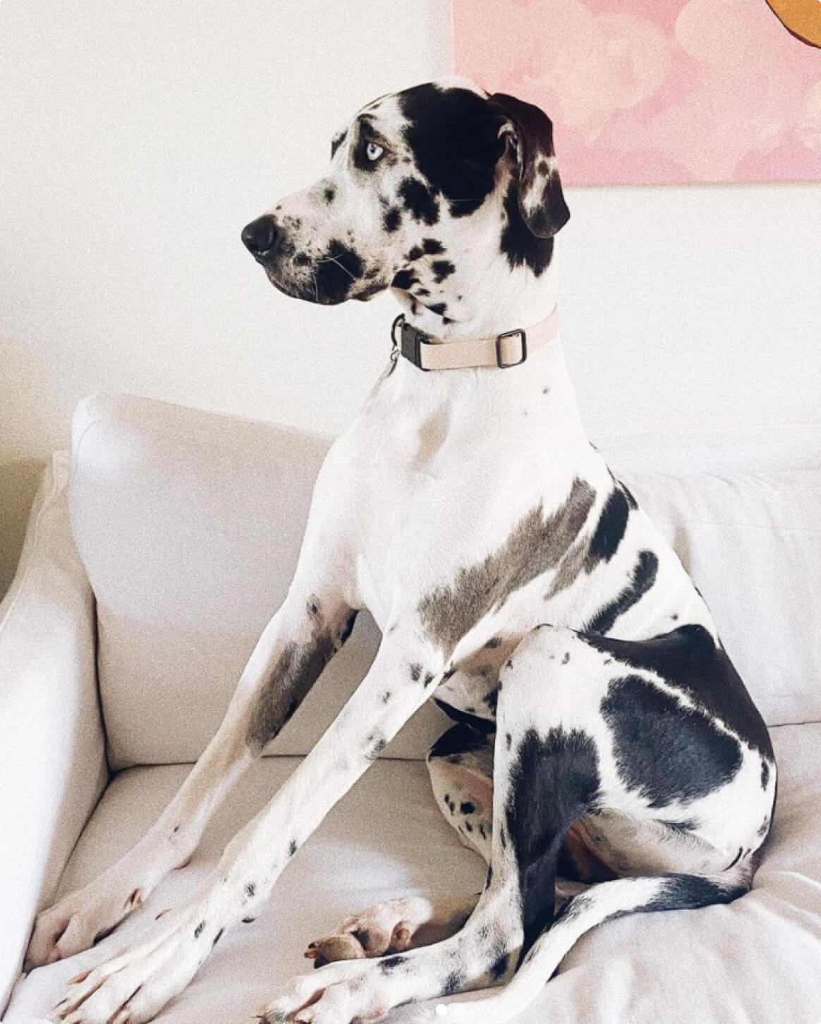 Fable - Signature Dog Collar
