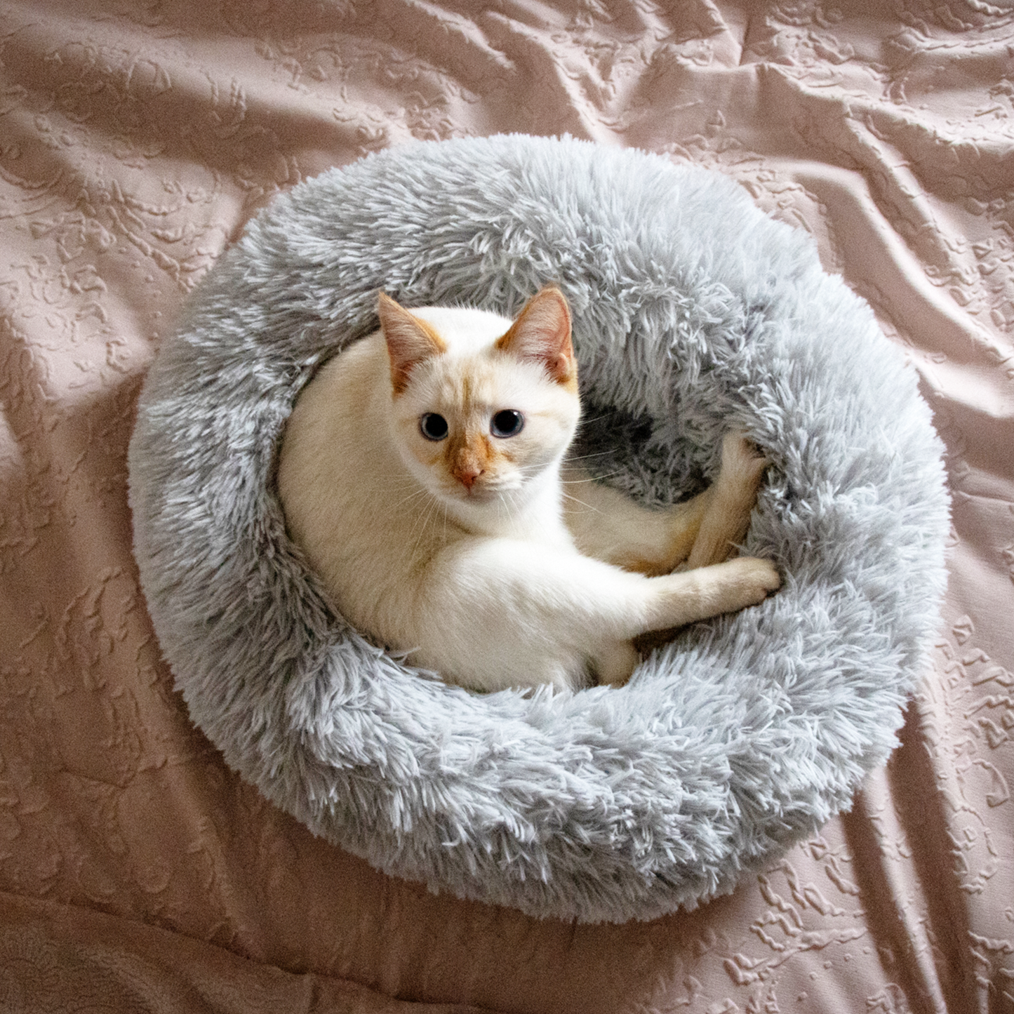 Jolly Pets - Kitty Kasa Plush Donut Cat Bed