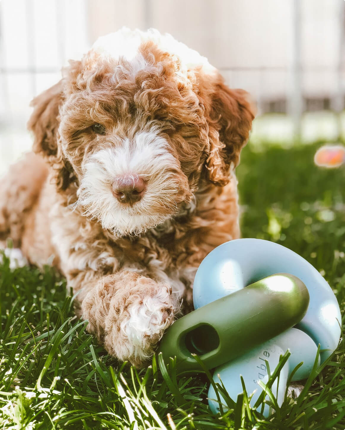 Fable - Falcon Dog Toy™