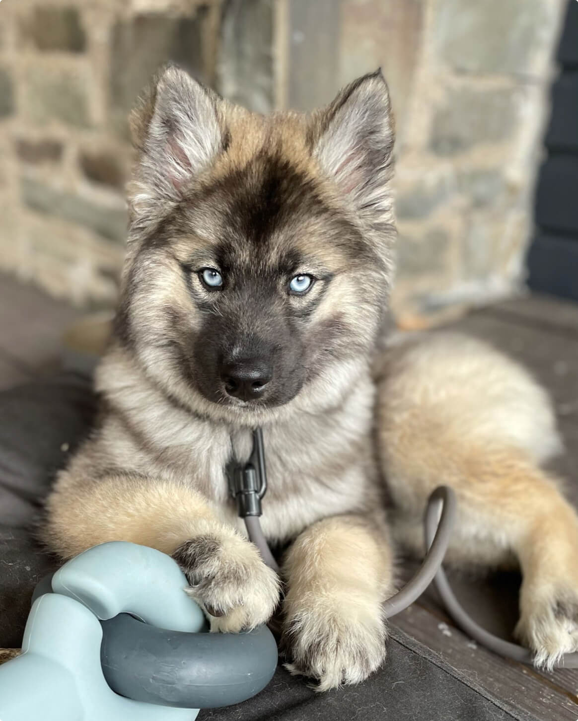 Fable - Falcon Dog Toy™