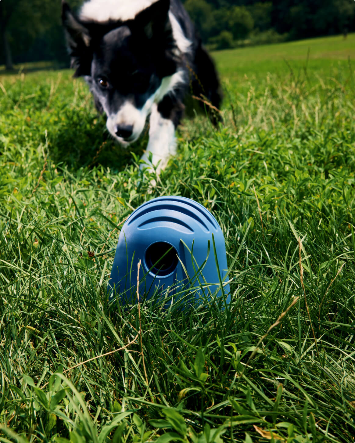 Fable - The Puffin™ Game Dog Toy
