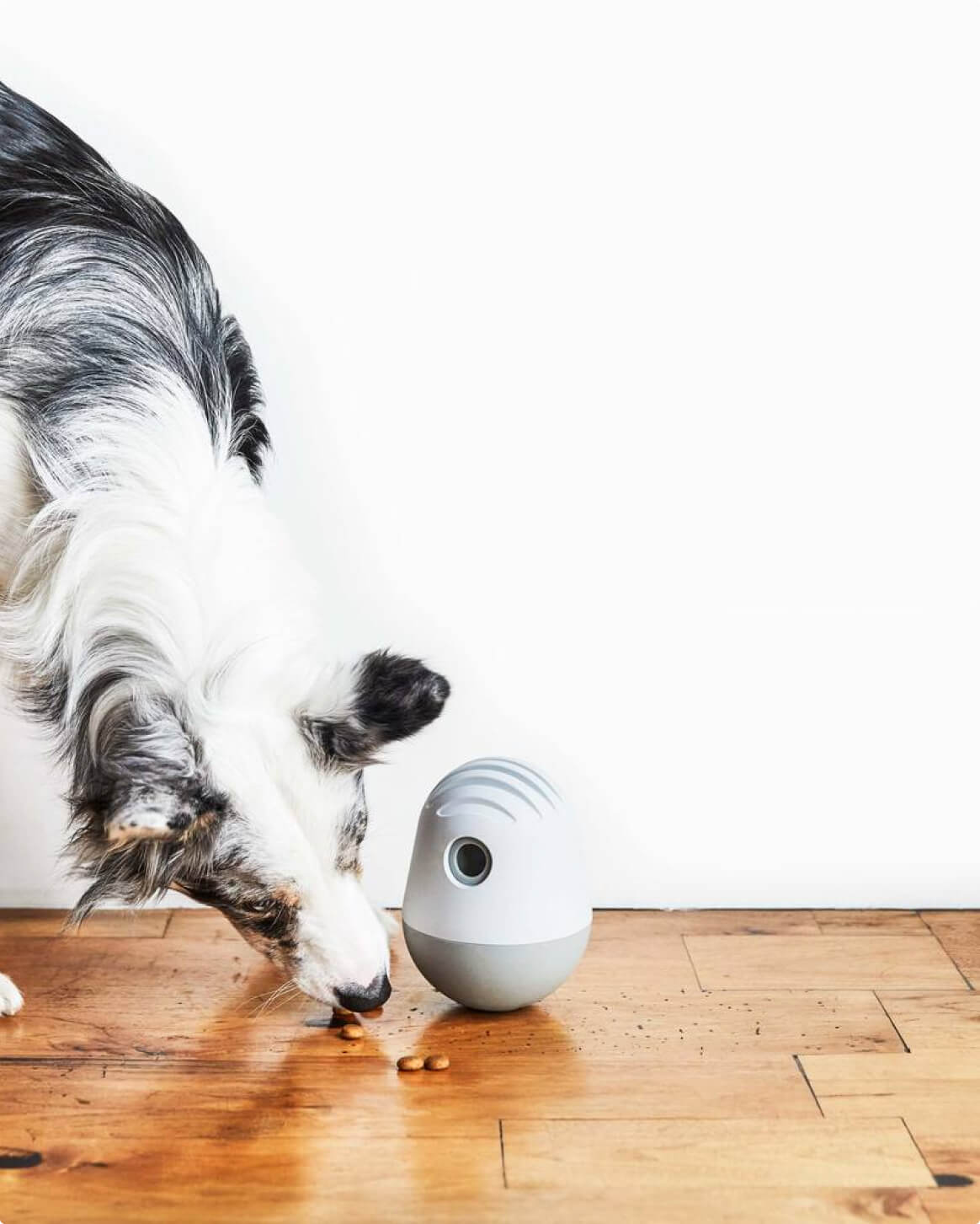 Fable - The Puffin™ Game Dog Toy