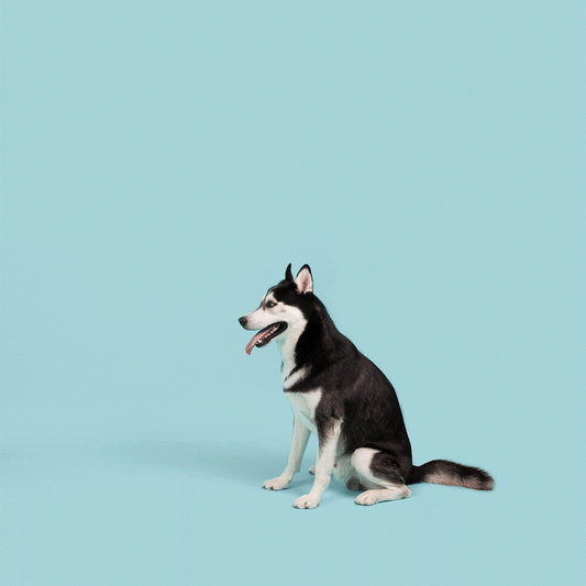 Jolly Pets - Jolly Tuff Flyer