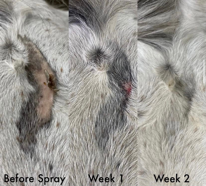The Hoof & Paw Co. - All Natural Hair Regrowth Spray - for Dogs & Horses (4oz or 8oz)