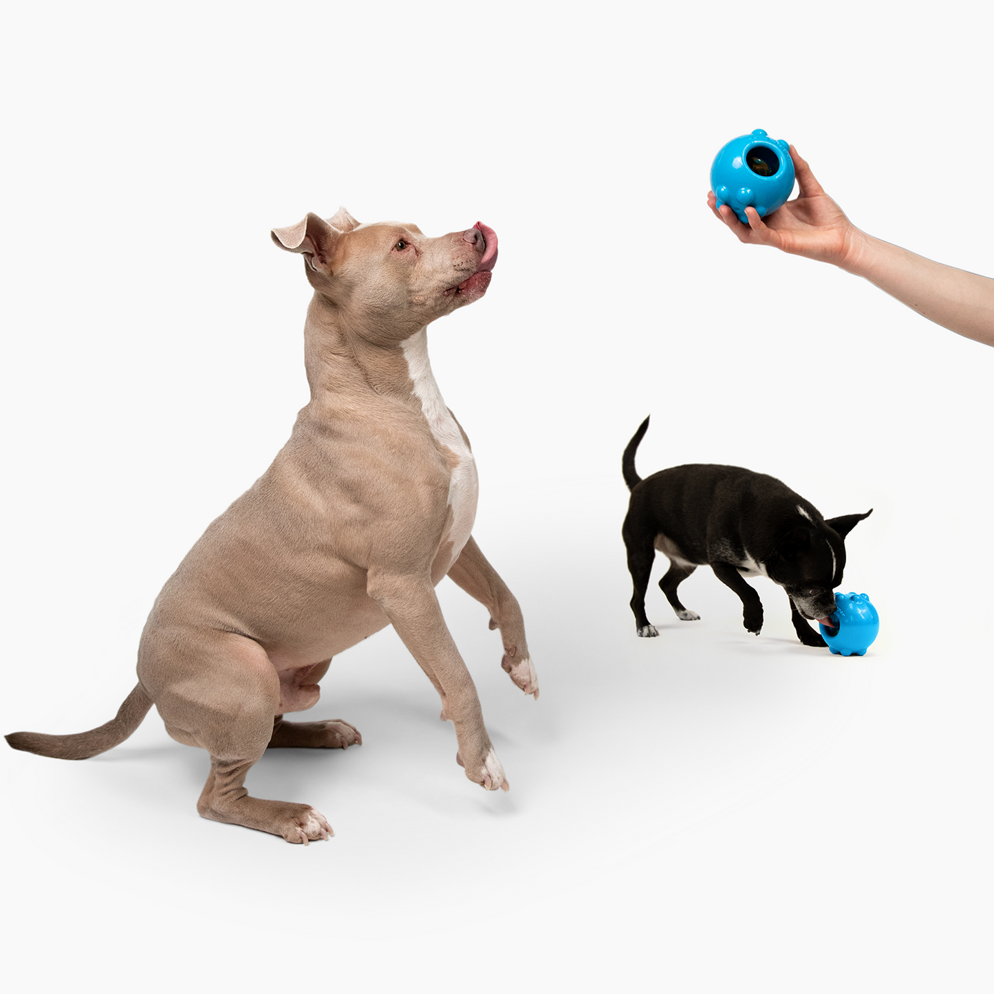 Jolly Pets - Jolly Dipper™