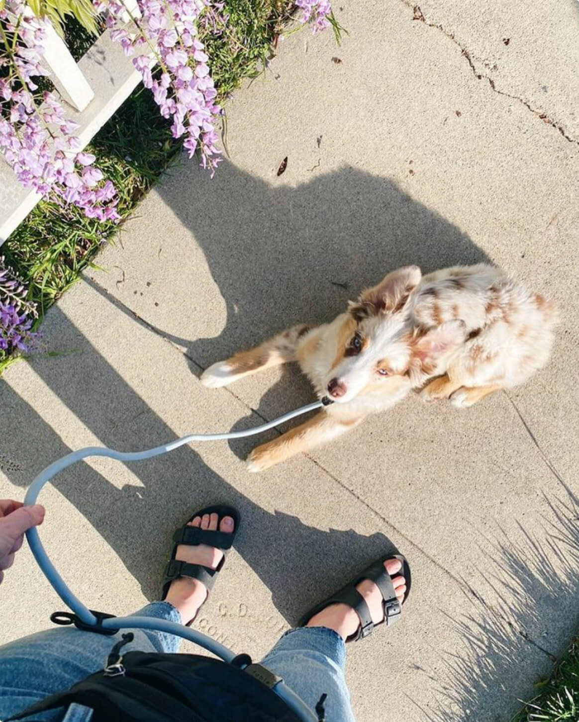 Fable - Magic Link® Dog leash