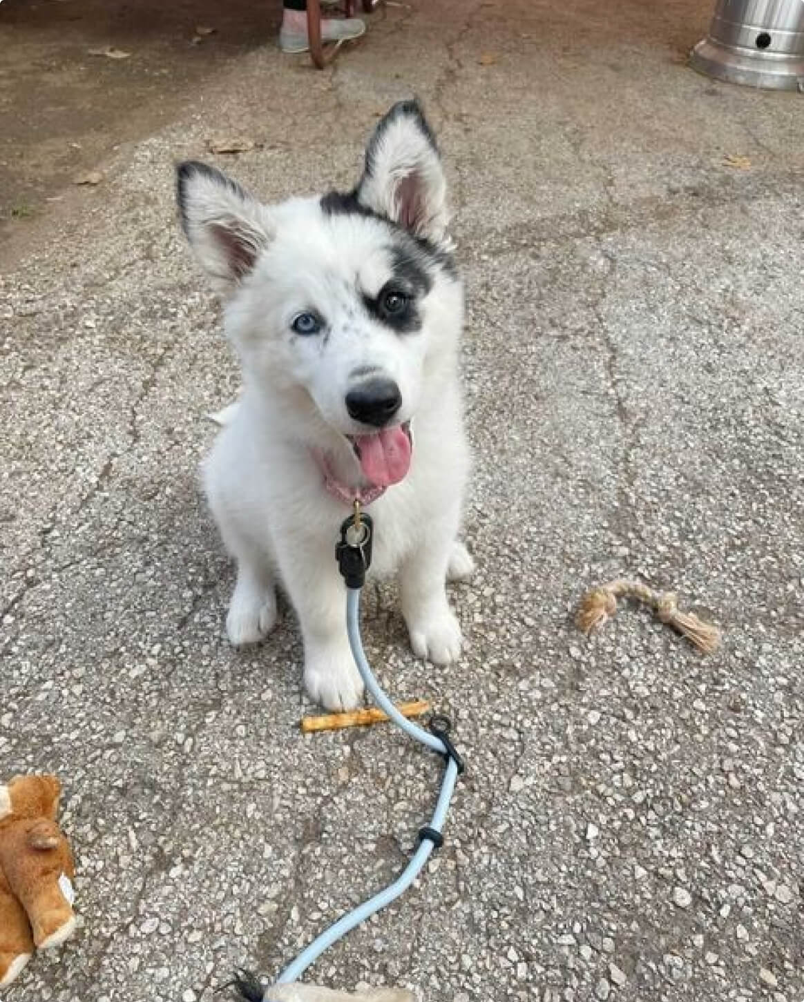 Fable - Magic Link® Dog leash