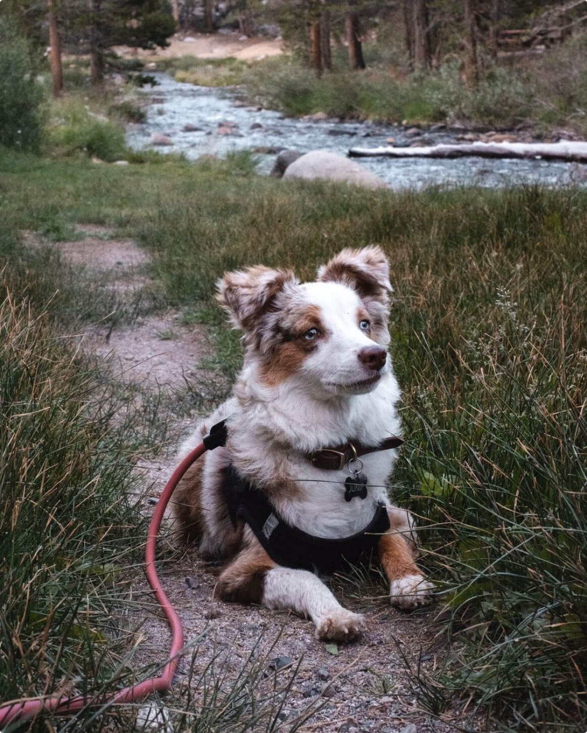 Fable - Magic Link® Dog leash
