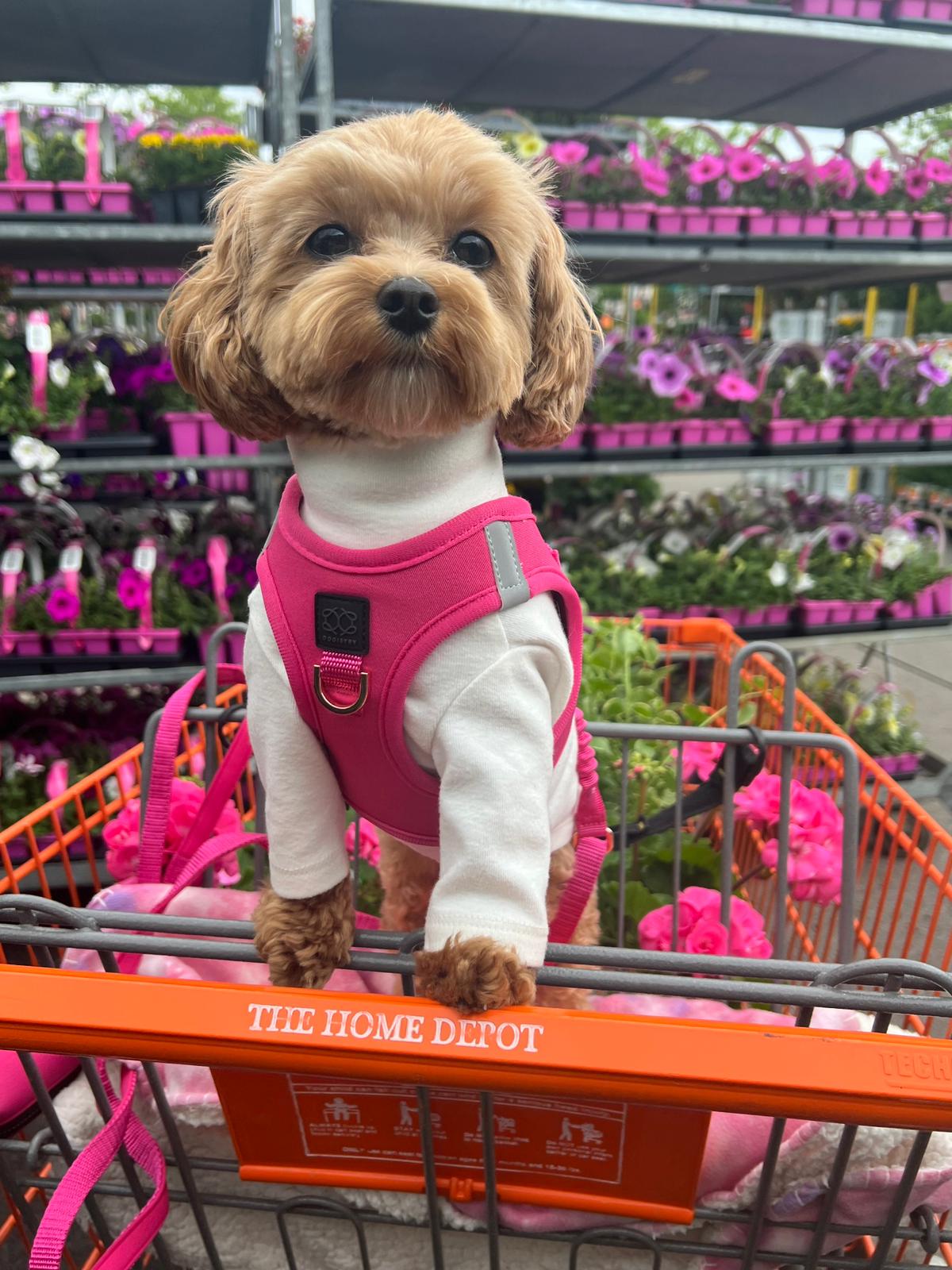 Dogistry - SoHo Dog Harness - Park Ave Pink