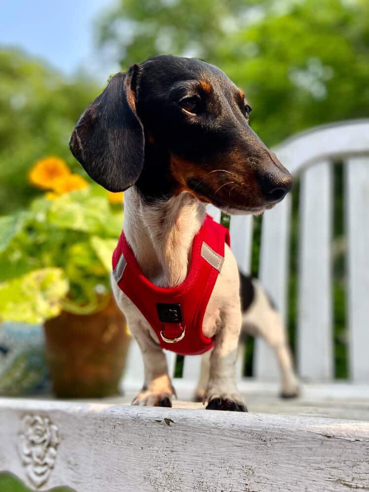 Dogistry - SoHo Dog Harness - Iconic Red