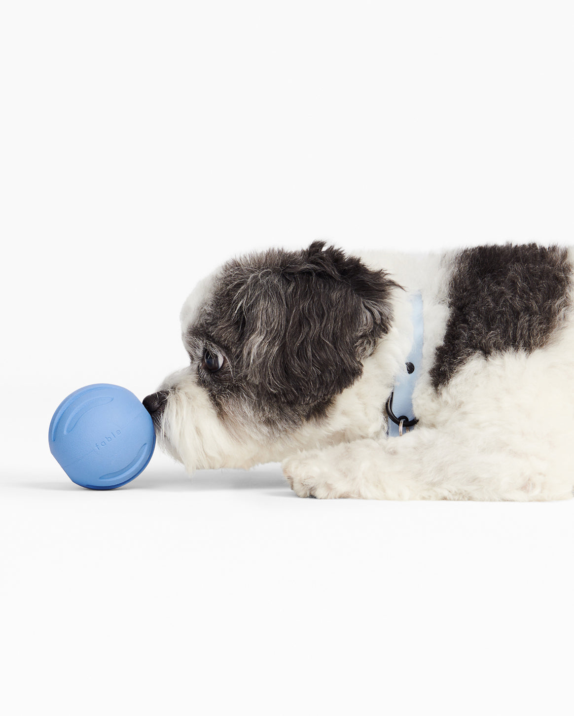 Fable - Signature Ball Dog Toy