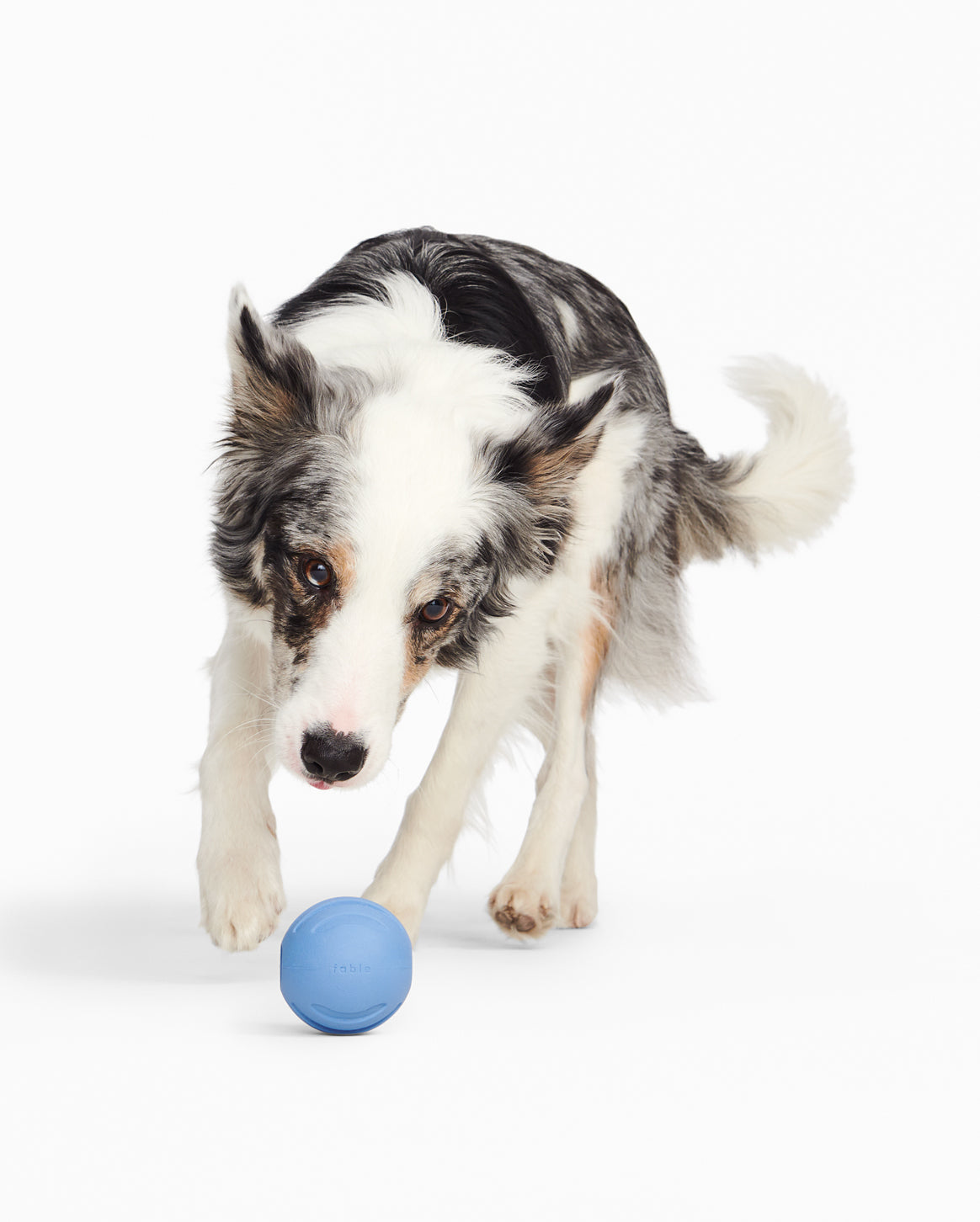 Fable - Signature Ball Dog Toy